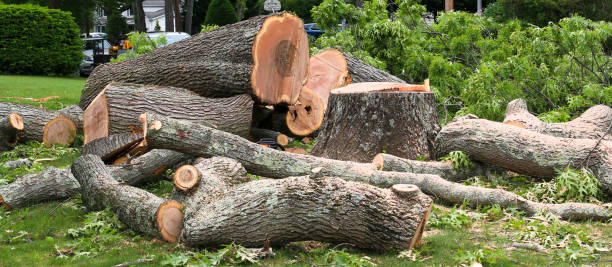 Reliable Kenyon, MN Tree Care Solutions